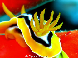 Pyjama chromodorid. by Cigdem Cooper 